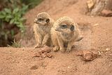 leipzig zoo-01_07_2011_zoo_allgemein_299